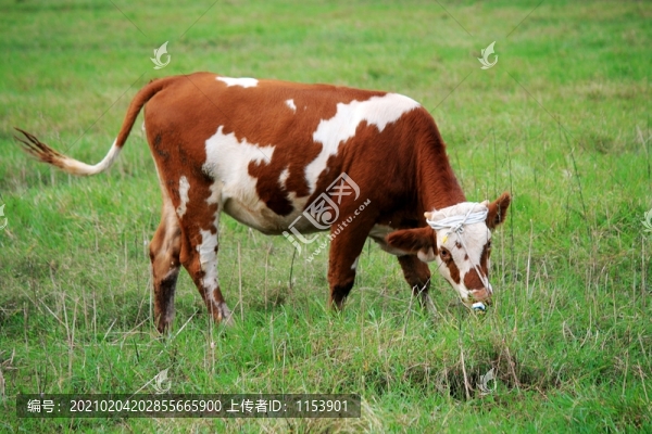 土黃牛