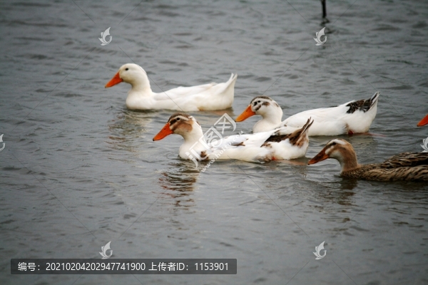 農(nóng)家土鴨