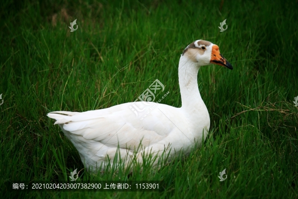 農(nóng)家白鵝