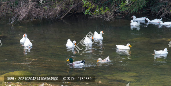鵝
