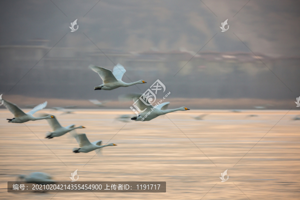 三門峽天鵝