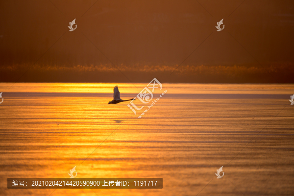 三門峽天鵝