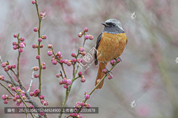 鳥(niǎo)
