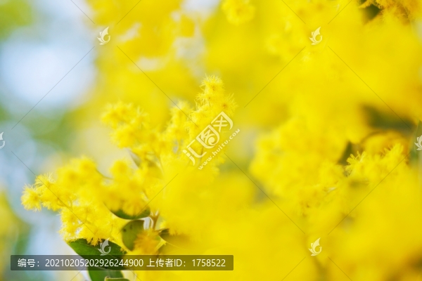 金合歡