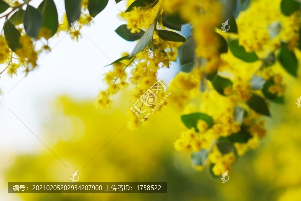 金合歡