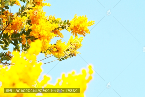 黃花背景素材