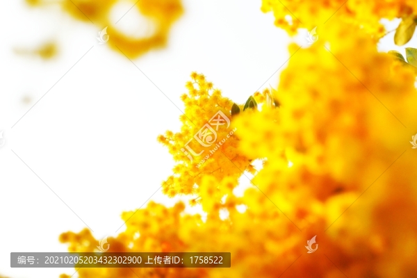 黃花背景素材