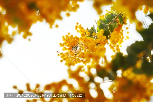 黃花背景素材