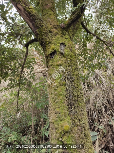 仰拍樟樹(shù)