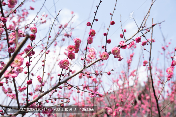 梅花