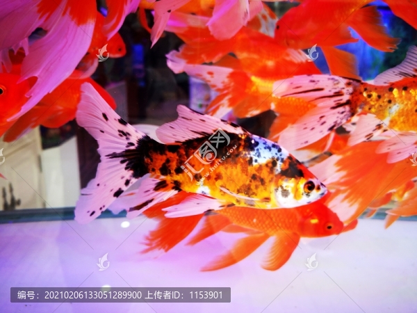 觀賞魚