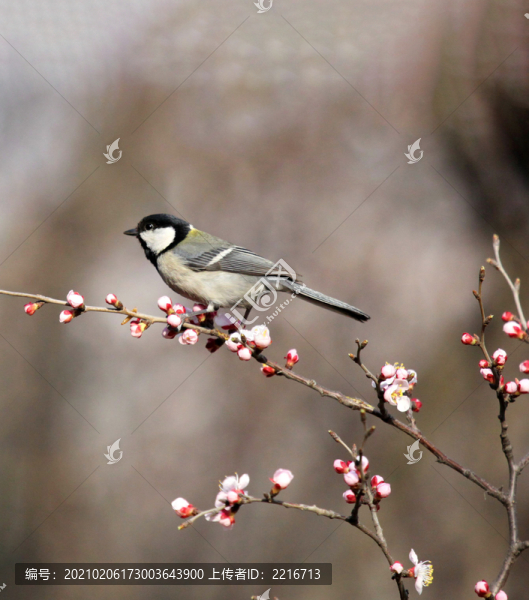 春來了