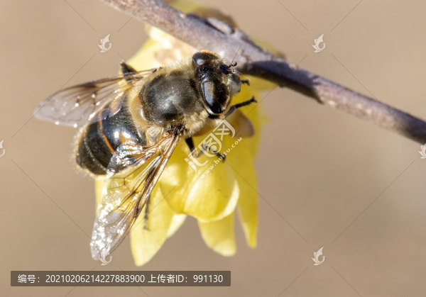 蜂蜜