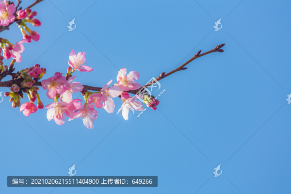 一支櫻花