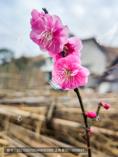 梅花