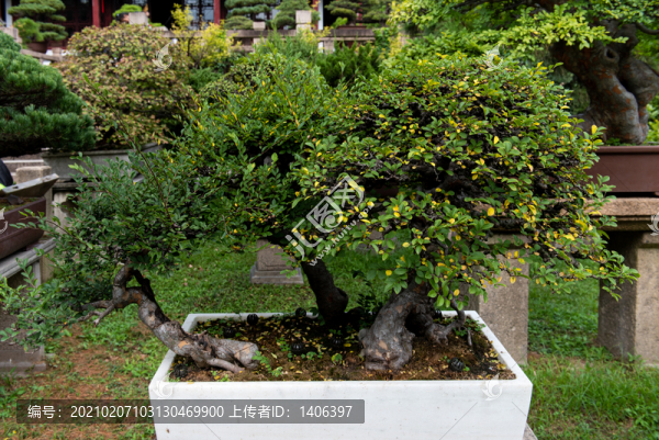 小葉榆盆景