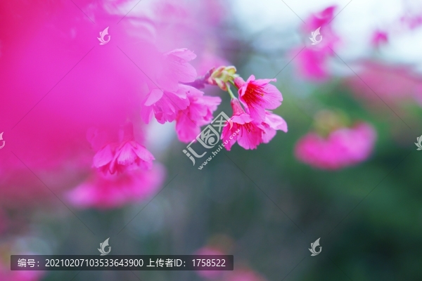 櫻花爛漫