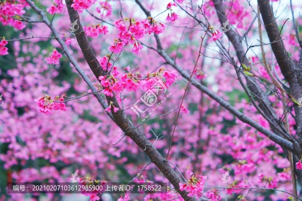 櫻花背景