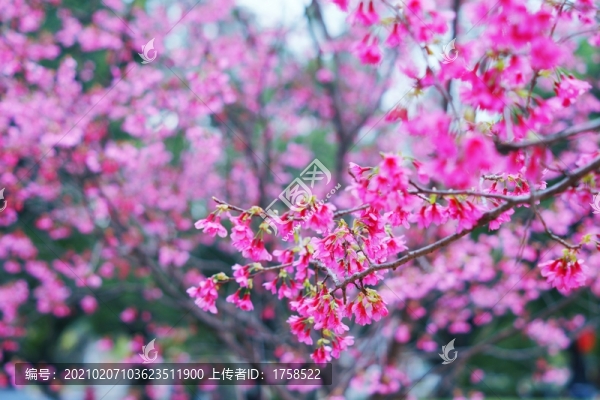 櫻花背景