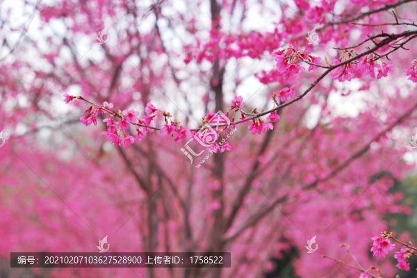 櫻花背景