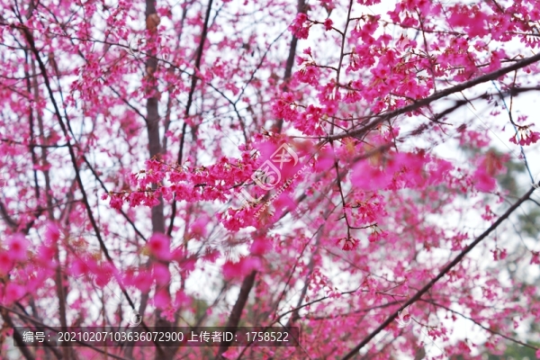 櫻花背景
