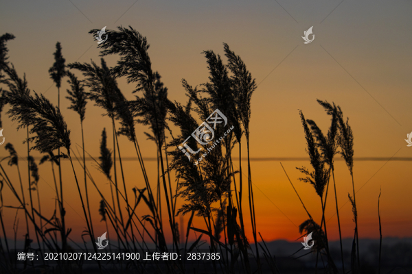 夕陽下的盧葦草
