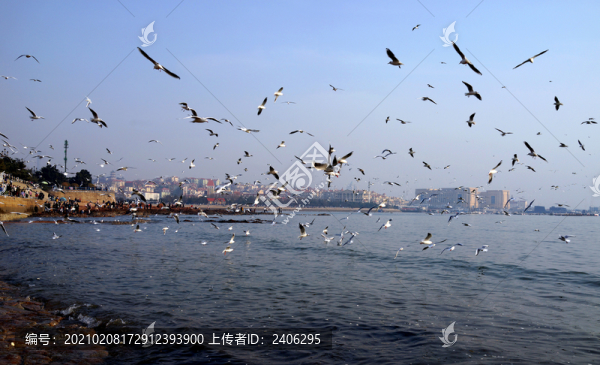 棧橋海鷗