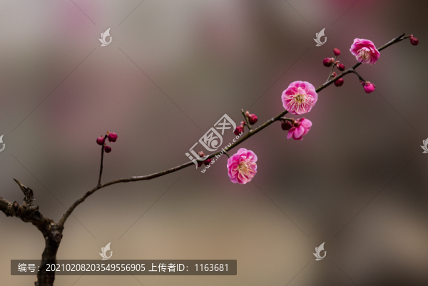 梅花