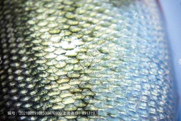 魚鱗