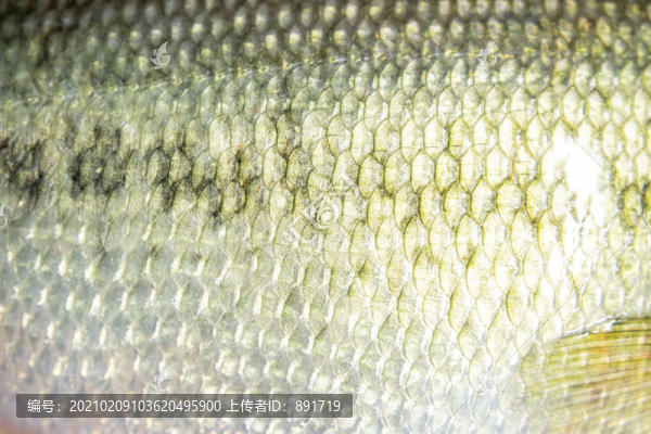 魚皮