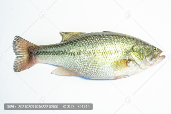 鱸魚