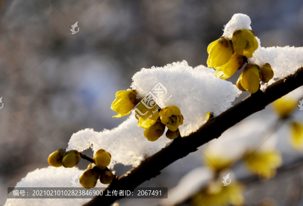 臘梅傲雪