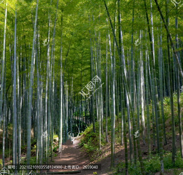 竹林