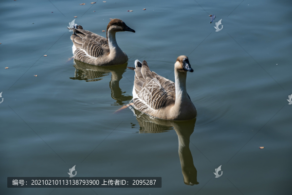 鵝