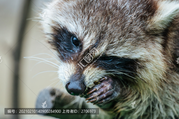 小浣熊