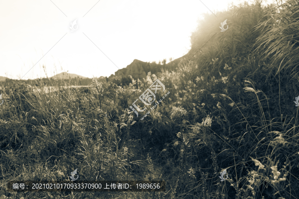 枯萎的草
