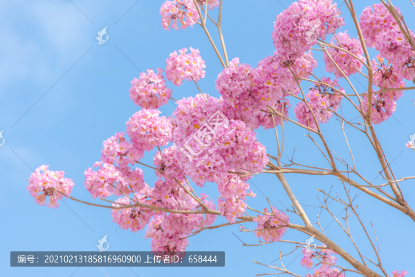 一棵開(kāi)花的樹(shù)