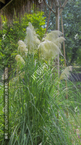 綠植背景