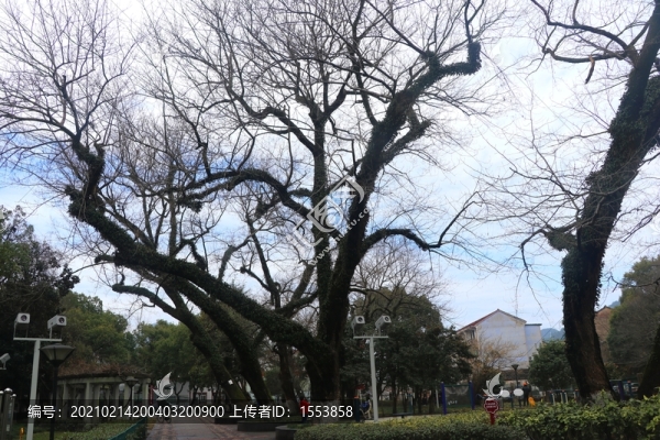 古樹