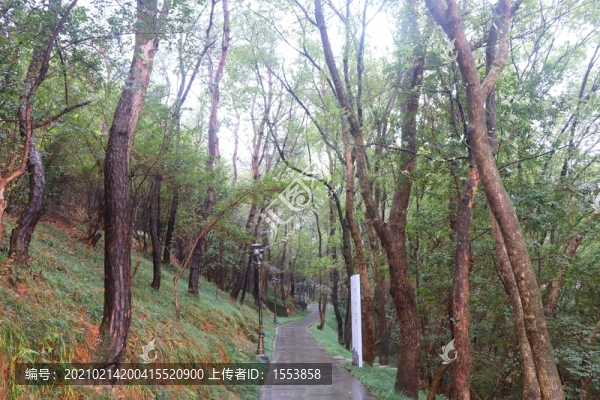山林