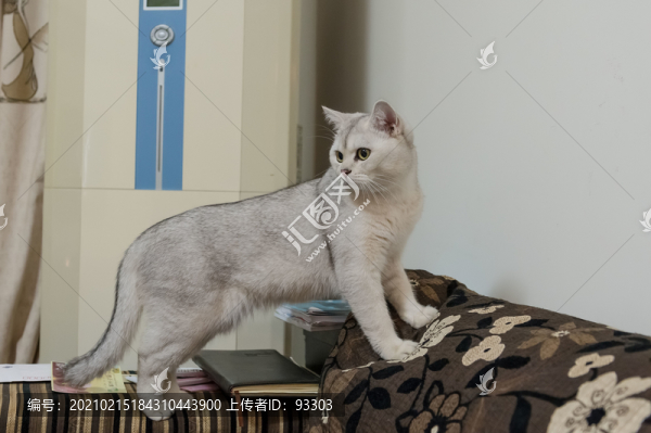 英國短毛貓