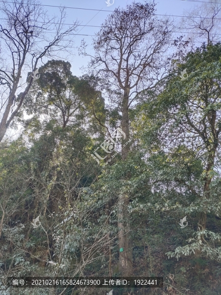 森林里的大樹(shù)