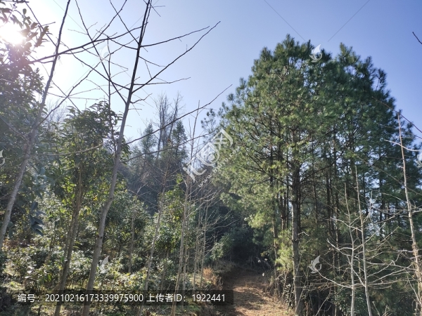 山地與綠植