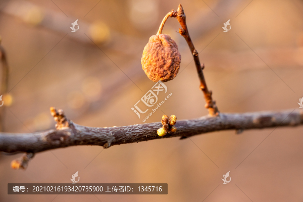 樹枝果實(shí)