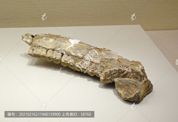三門馬下頜骨