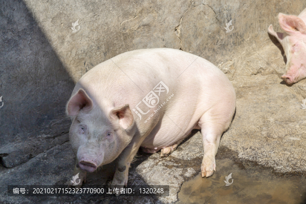 豬