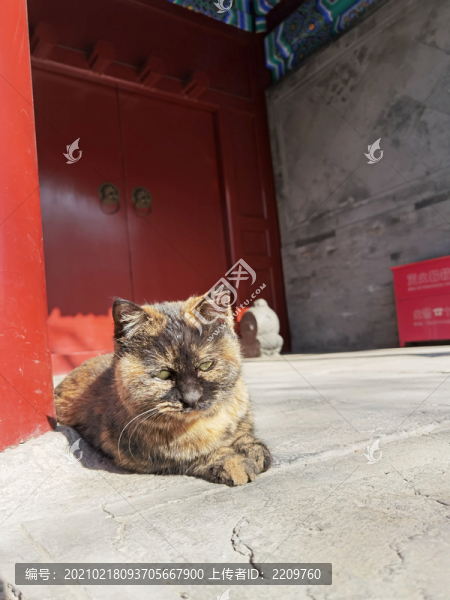 老北京胡同的貓