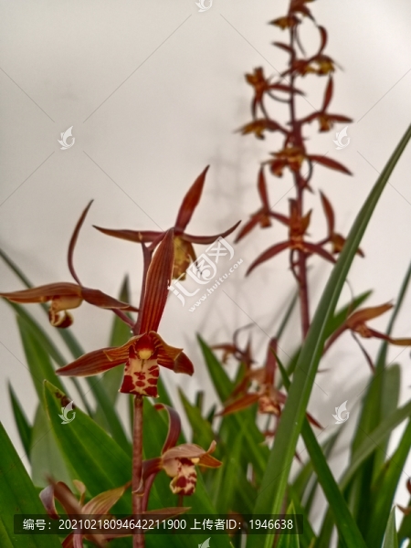 蘭花