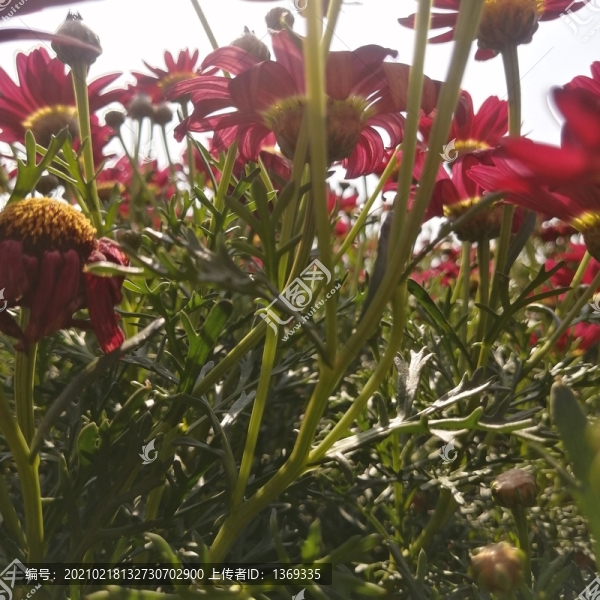 紅菊花太陽花