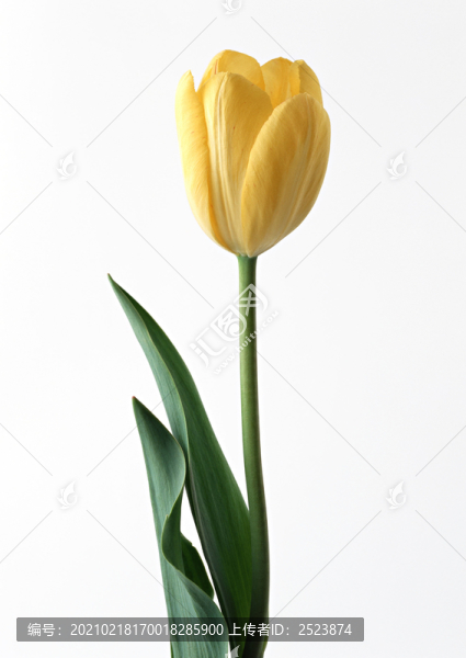 鮮花